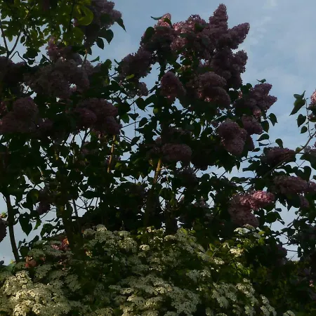 Couette-café Roulotte La Dominique 4*