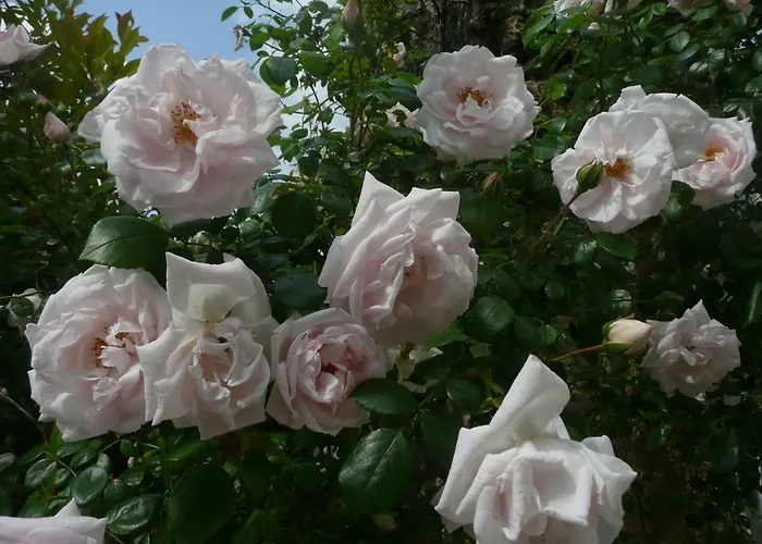 Roulotte La Dominique Romery (Marne)